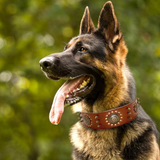 Titan Spike Leather Dog Collar