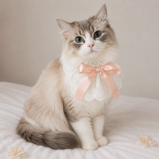 Bella Bow